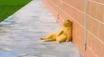 猫圈一定是魔咒吗,猫圈玄学黑猫