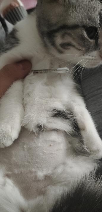 团子猫传腹治好了吗,团子的猫传腹