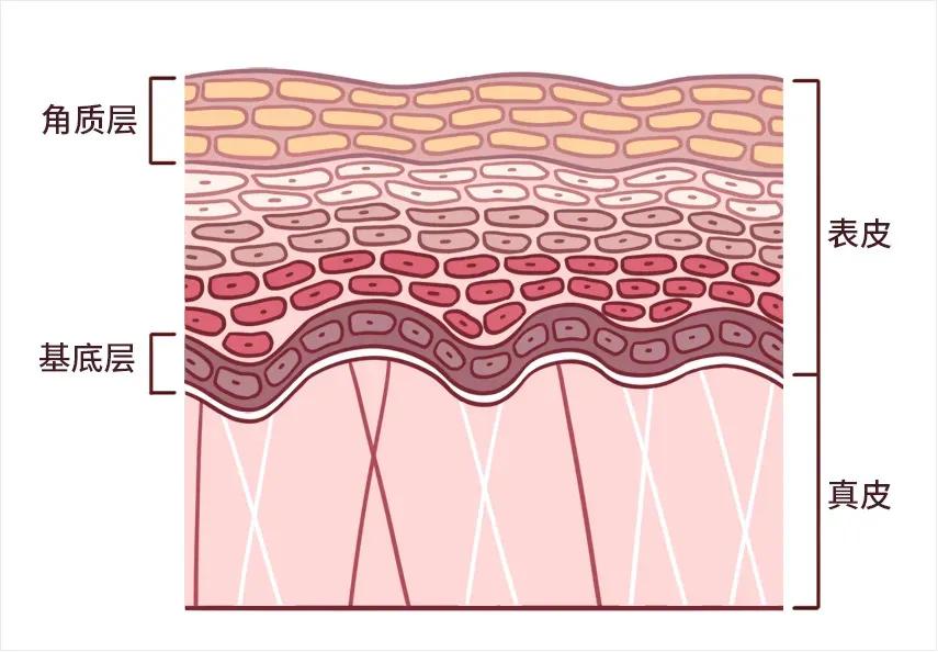 精华液在哪一步使用效果最好,精华液用在哪一步效果最好