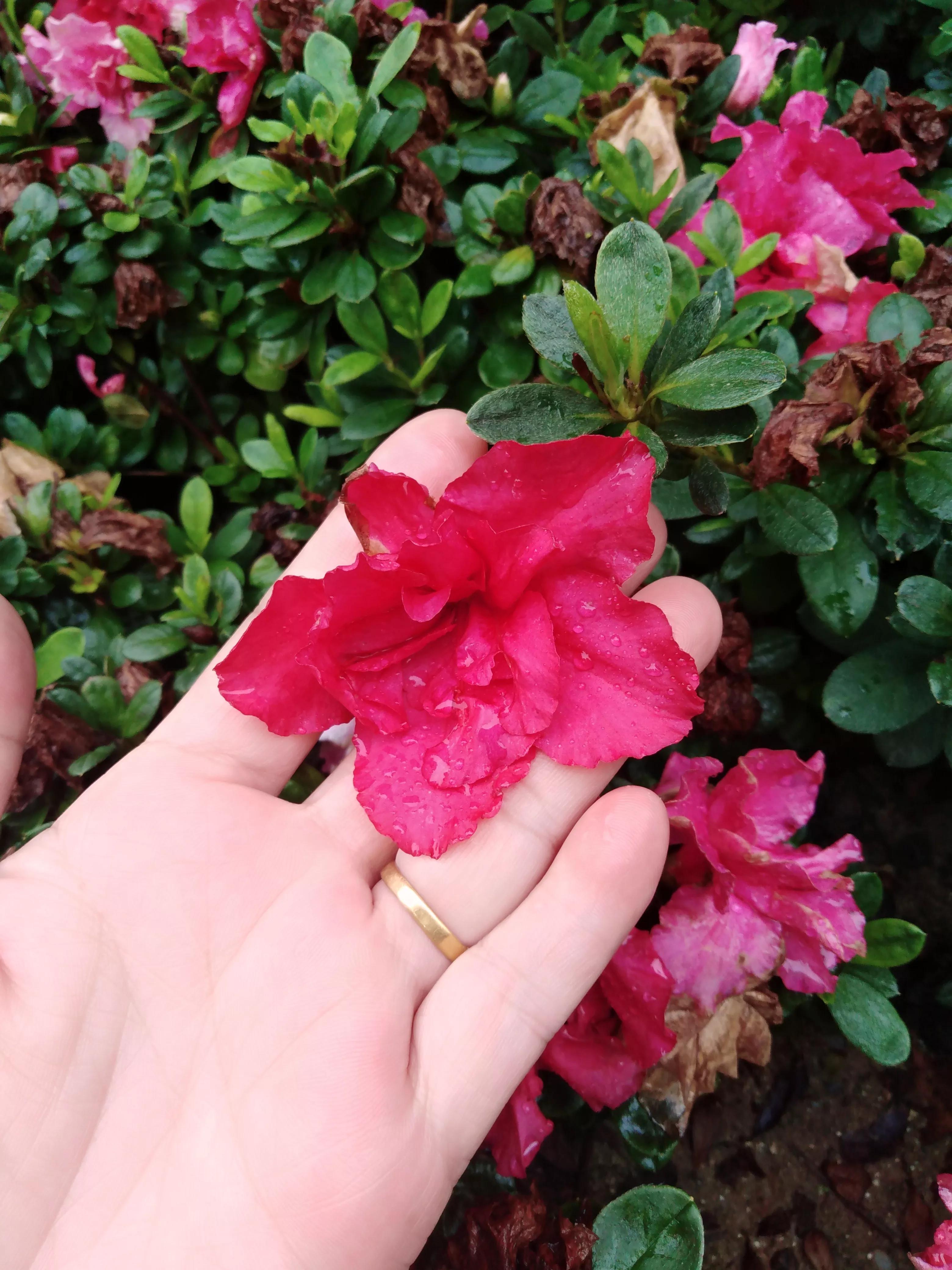 嘴长毛短浅含膘,嘴长毛短浅含膘是什么生肖