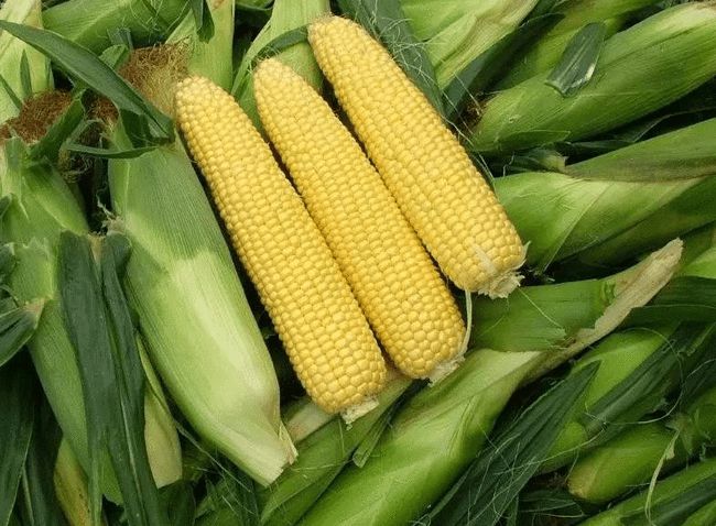 胃不好的人千万别吃山药,三种玉米尽量少吃最好不吃