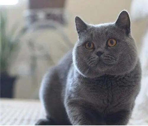 英短蓝猫怎么那么脆弱,蓝猫有什么优点和缺点