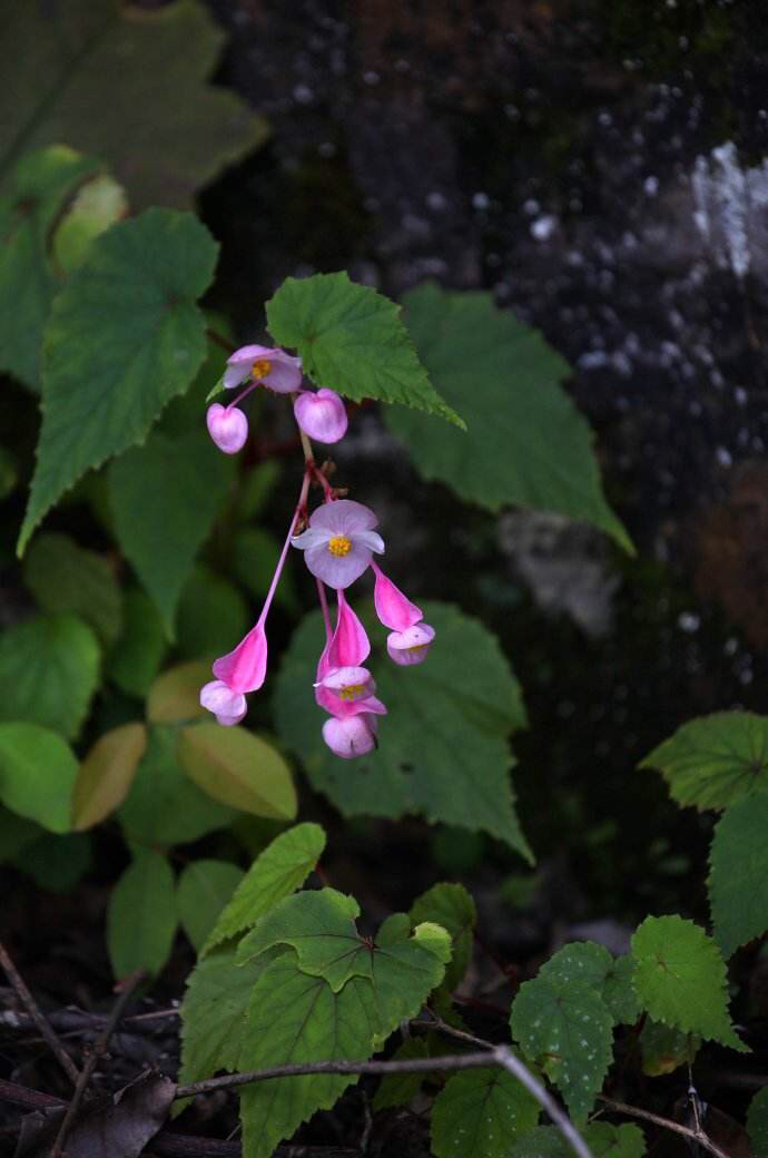 红黑二丸药材图片,红黑二丸主治什么