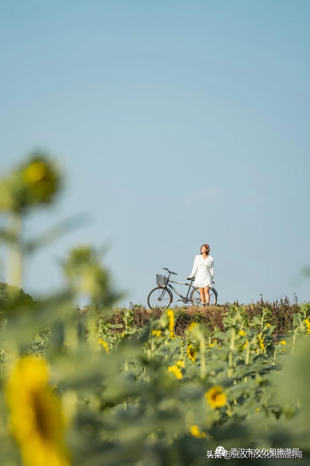 武汉向日葵花海在哪个区,武汉马鞍山向日葵花海
