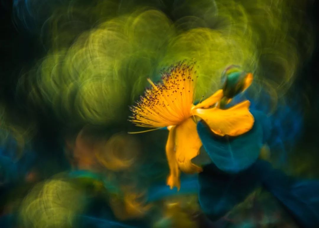 绝美花朵摄影佳作,波兰花朵摄影作品欣赏