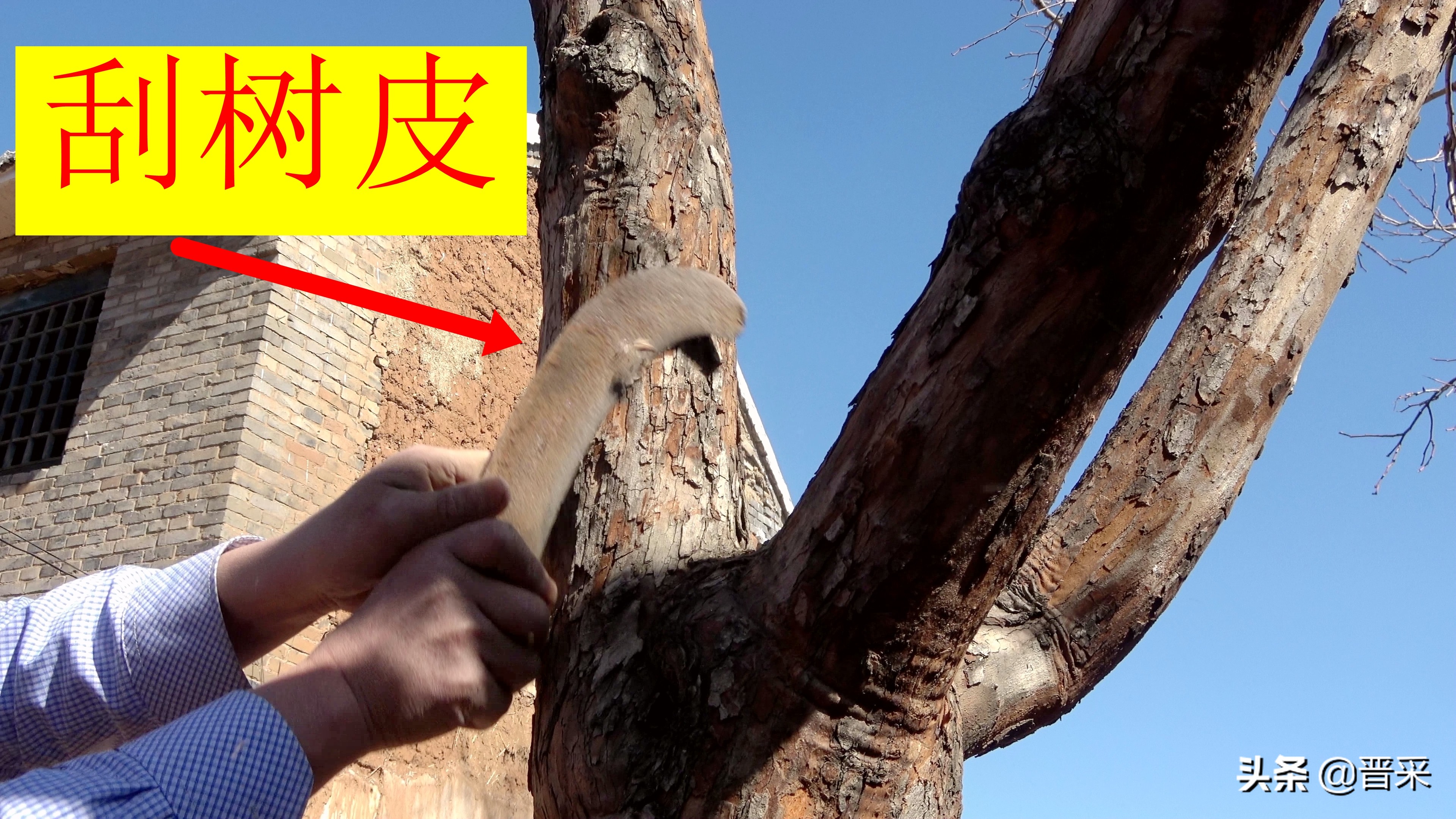 给红果树刮脸“刮皮”是消灭病虫害的有效措施