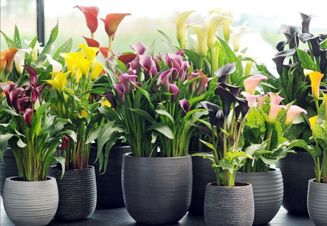 养马蹄莲,霜降以后注意这些细节,开花更美艳