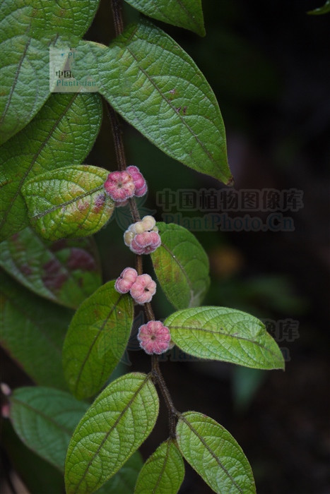 漆大姑，见过吗？叶外用治生漆过敏、水田皮炎、皮肤搔痒、湿疹