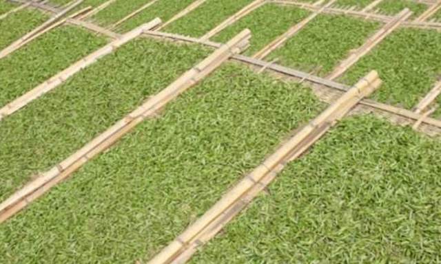 茶叶制茶的正确方法,不同茶叶制茶的过程