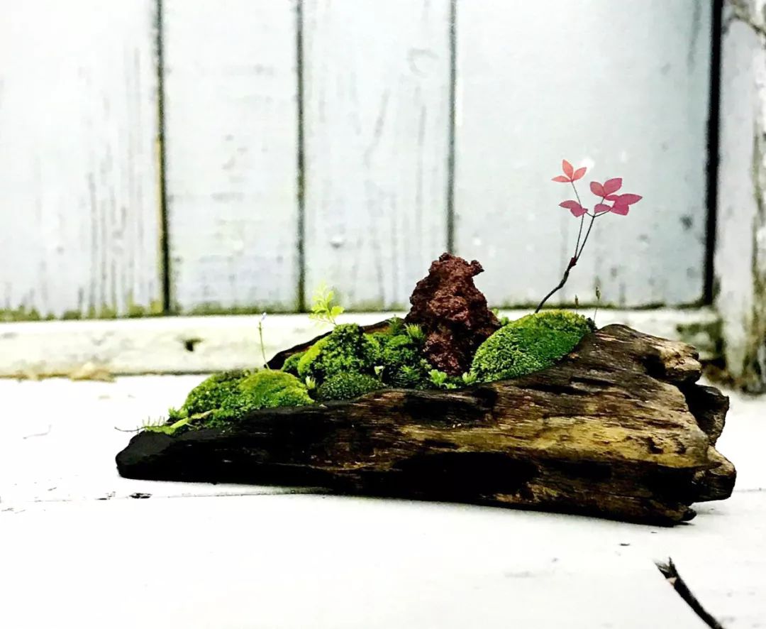 枯木也能逢春，仅需要一点点苔藓，将其制作成为独特的苔藓盆景！