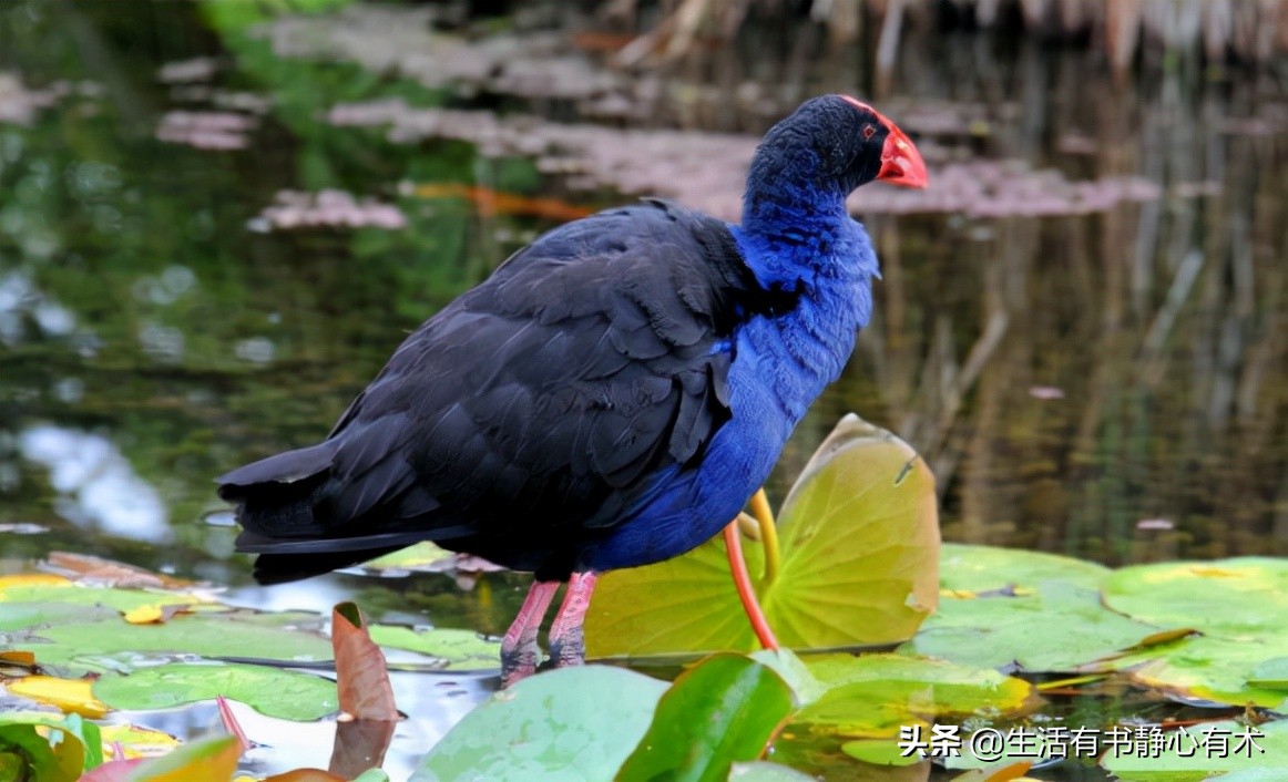 三种会飞的鸟,涨知识六种不会飞行的鸟