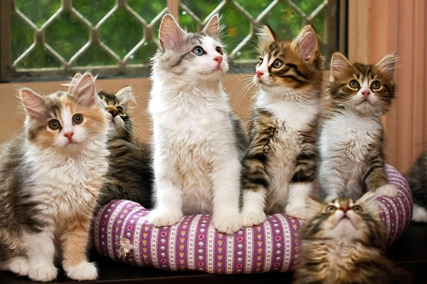 名贵猫咪的品种及图片大全,十大名贵猫咪品种排行榜