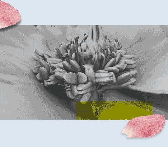 澶х墝楂樼骇棣栭グ,澶х墝楂樼骇鐝犲疂