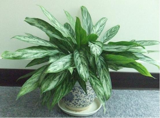 万年青叶发黄什么原因,万年青叶子发黄脱落怎么办