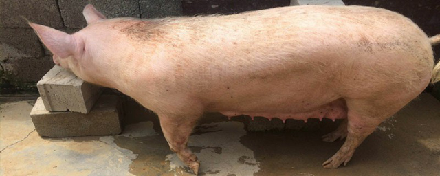 母猪下崽的正确方法视频,母猪下崽的绝招