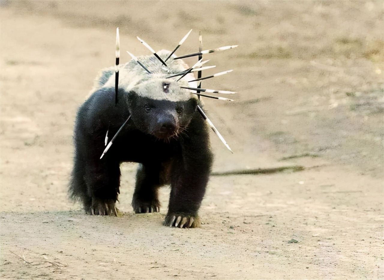 蜜獾大战眼镜蛇名副其实的蛇克星,大连岛上上万条毒蛇放两只蜜獾