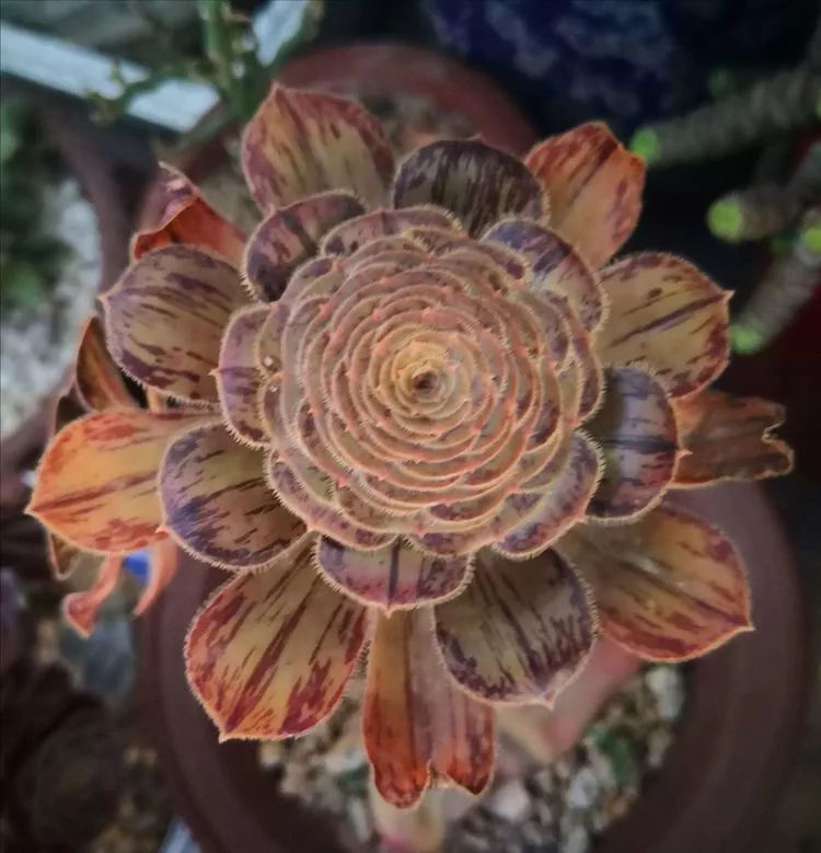 最美的20种多肉,15种最美的多肉