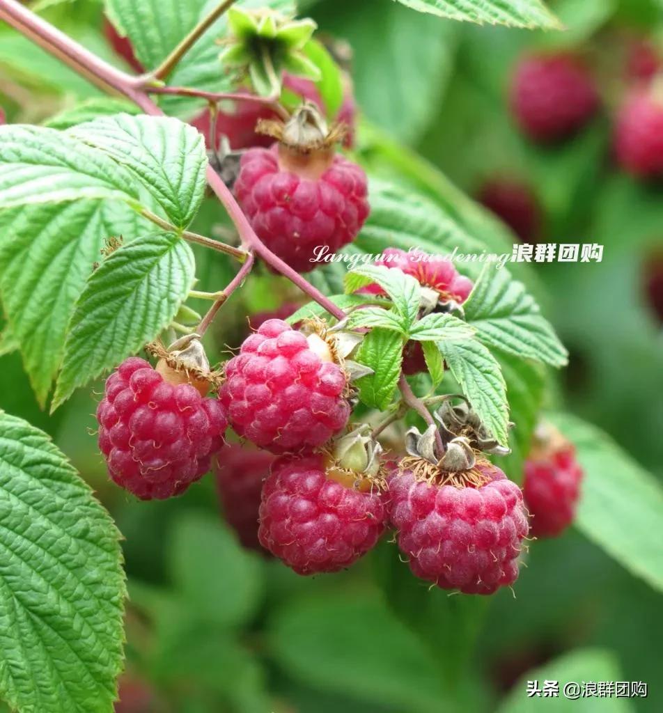 盆栽树莓能结多少果,盆栽果树一年可以长多高