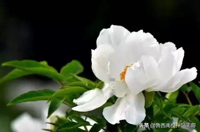 牡丹十大品种九大花系,牡丹进口品种图片及名称