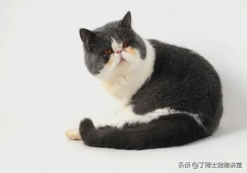 短毛加菲猫为什么不能养,异国短毛猫加菲猫调皮吗