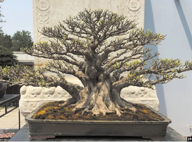 盆景修行,学习盆景技术最好的书