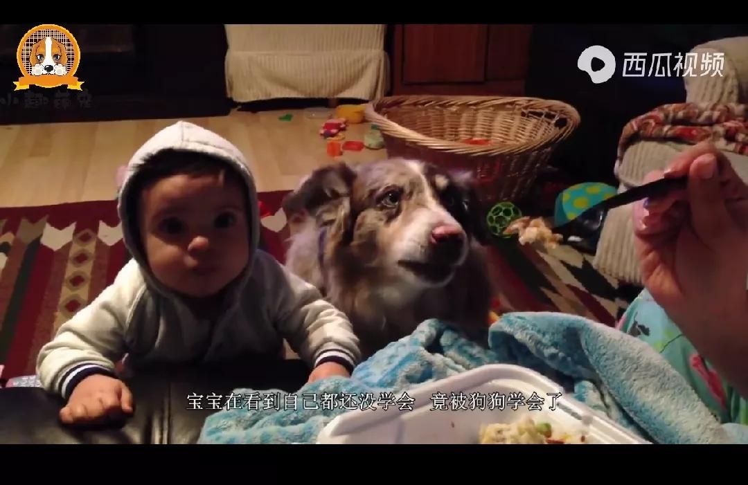 狗狗居然会喊妈妈,狗狗对主人不会叫只会嘤嘤嘤