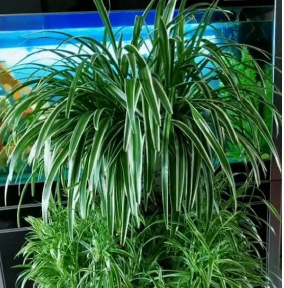 花盆土太硬可以换土吗,花盆土太硬用什么工具疏松