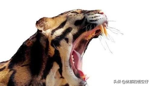 中国“小剑齿虎”，地上吃野猪、上树吃猴，挺过640万年今濒危！