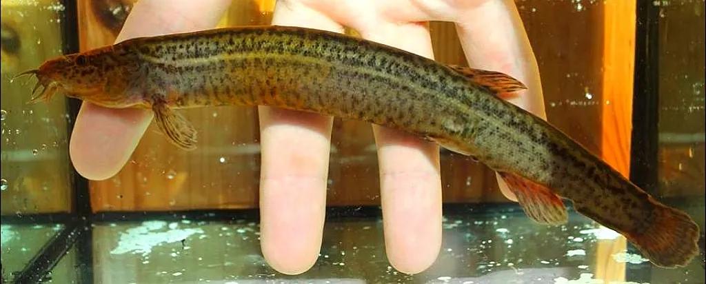 野生泥鳅品种图片大全大图,最大的泥鳅图片大全