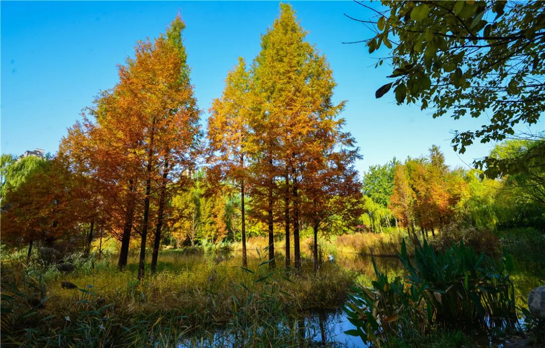 夏日好去处济南森林公园,济南森林公园雪景