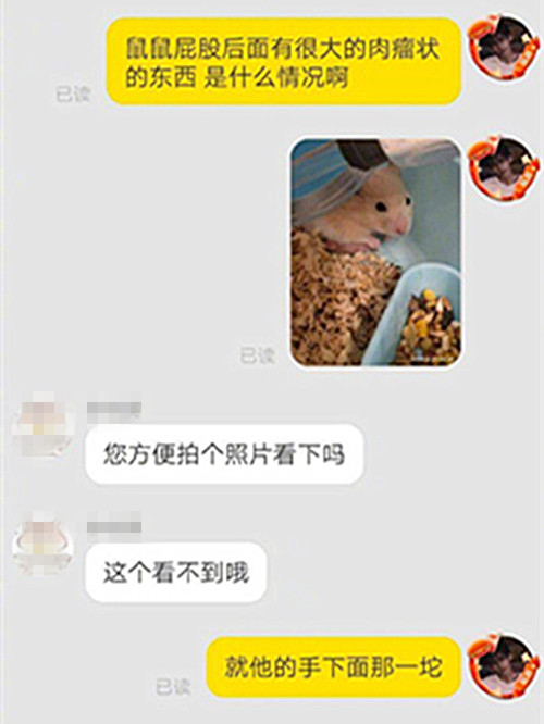 仓鼠长瘤什么原因,一女子买了一只仓鼠