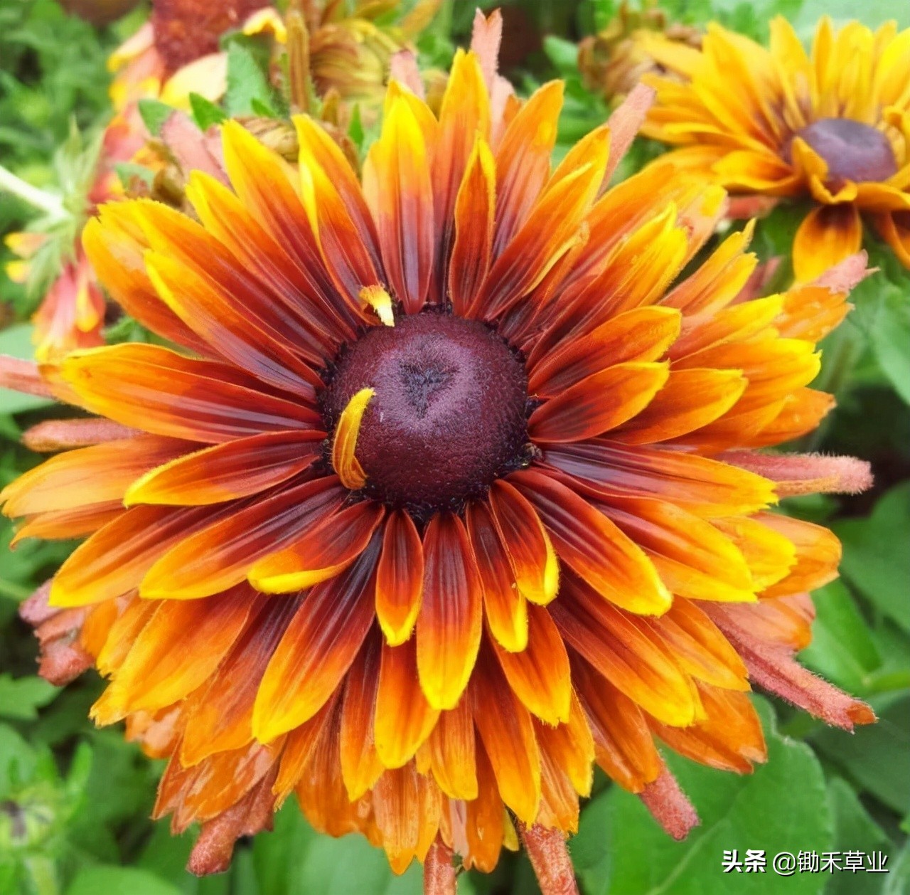 不低头始终向阳-黑心菊