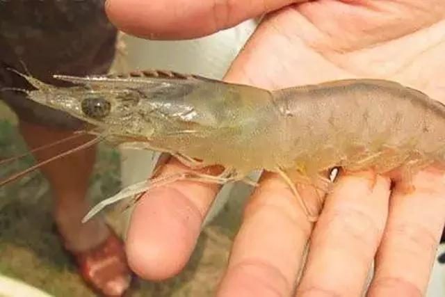 养南美白对虾水有农药了怎么解毒,大棚养南美白对虾的利润与成本