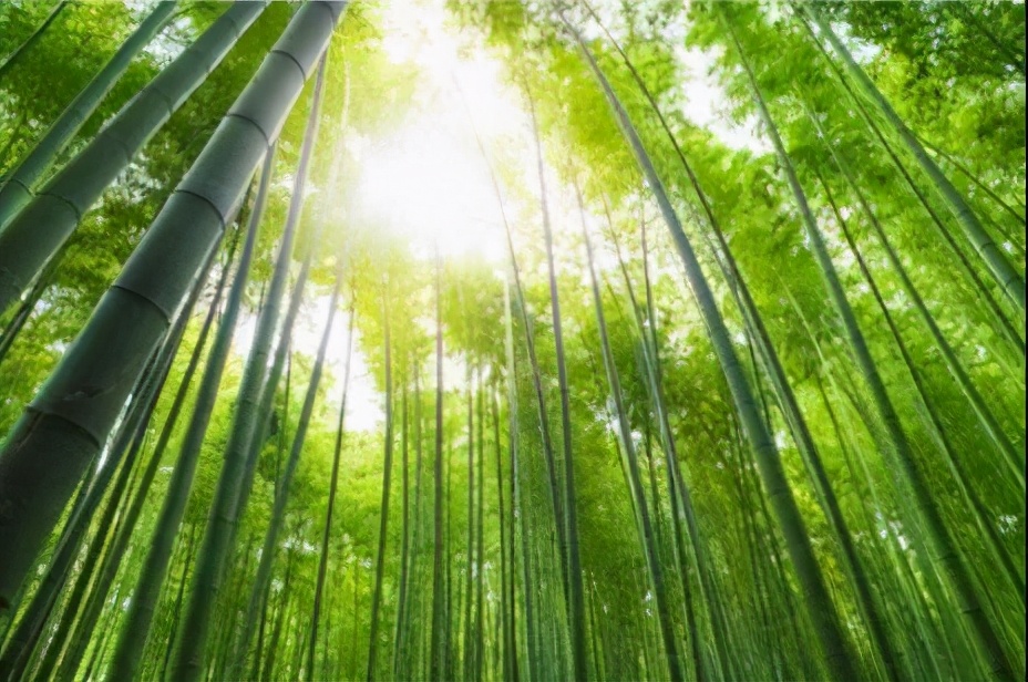 新型环保竹炭板材,装修用竹炭板材