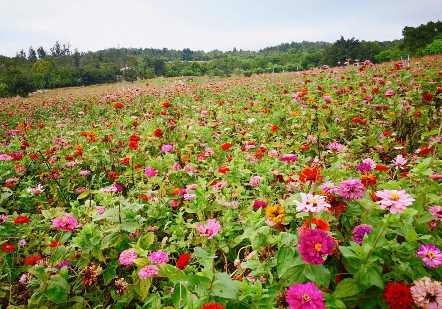 厦门香山有什么风景,厦门翔安必去8个景点香山