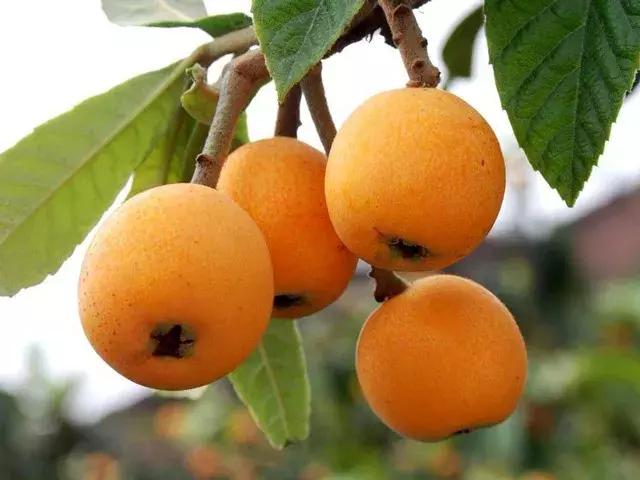 冬季才能酿得的“枇杷蜜”，甜润生津，稀少珍贵，女人的养颜神器