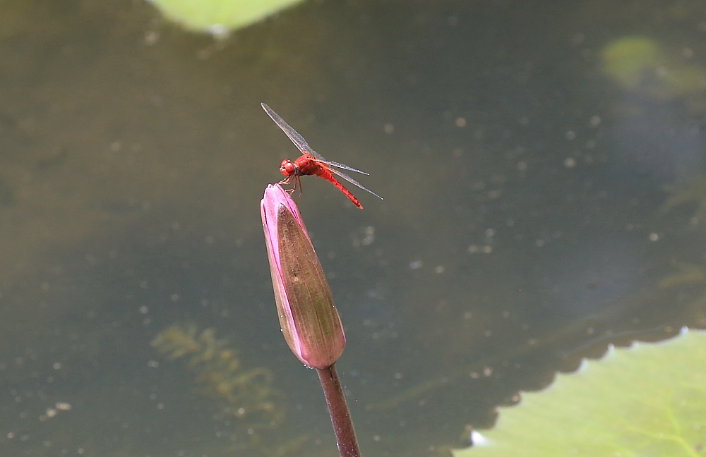 红河谷半音阶口琴独奏,12孔半音阶口琴演奏北国风光