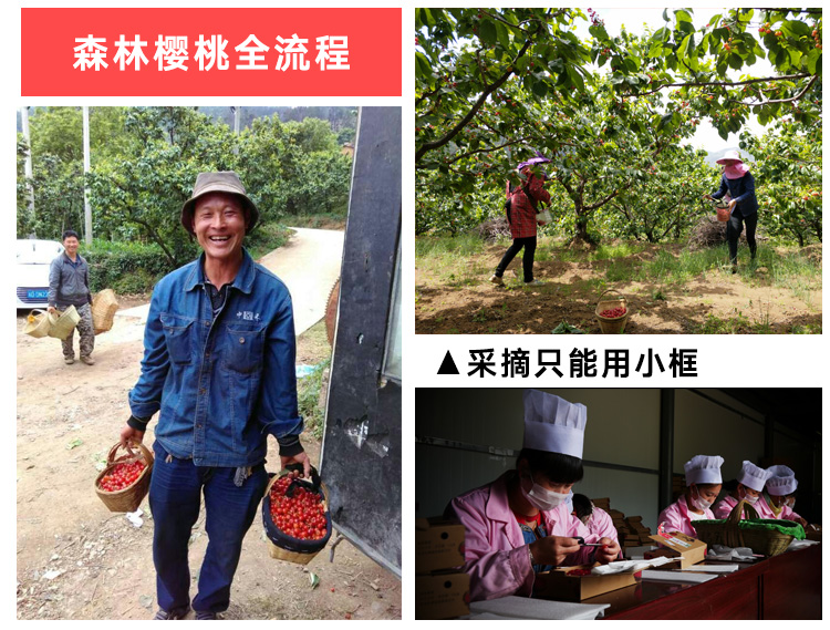 黄草岭樱桃,米易黄草樱桃跟西昌樱桃有啥区别