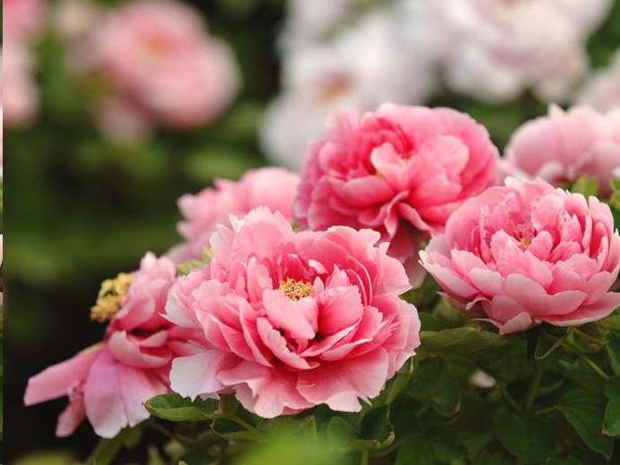 花寓意送花指南,送什么花寓意前程似锦