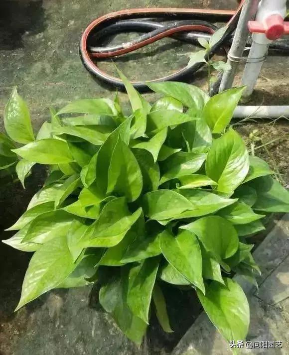 绿萝扦插的最佳方法,绿萝不用生根液怎样生根