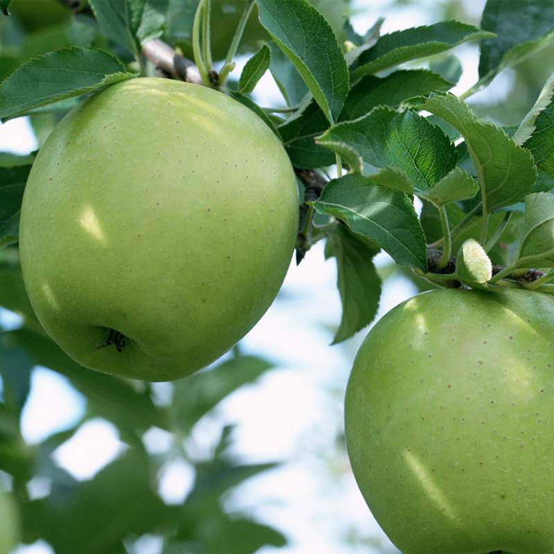 如何选择家中花卉植物盆栽,家庭常见的盆栽花卉的养护与管理