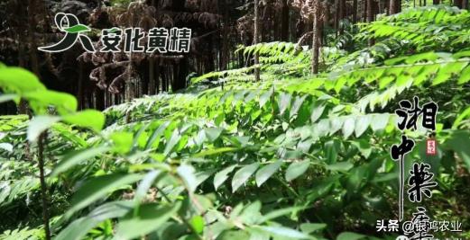 未来十年种植黄精前景好吗,黄精近几年种植行情