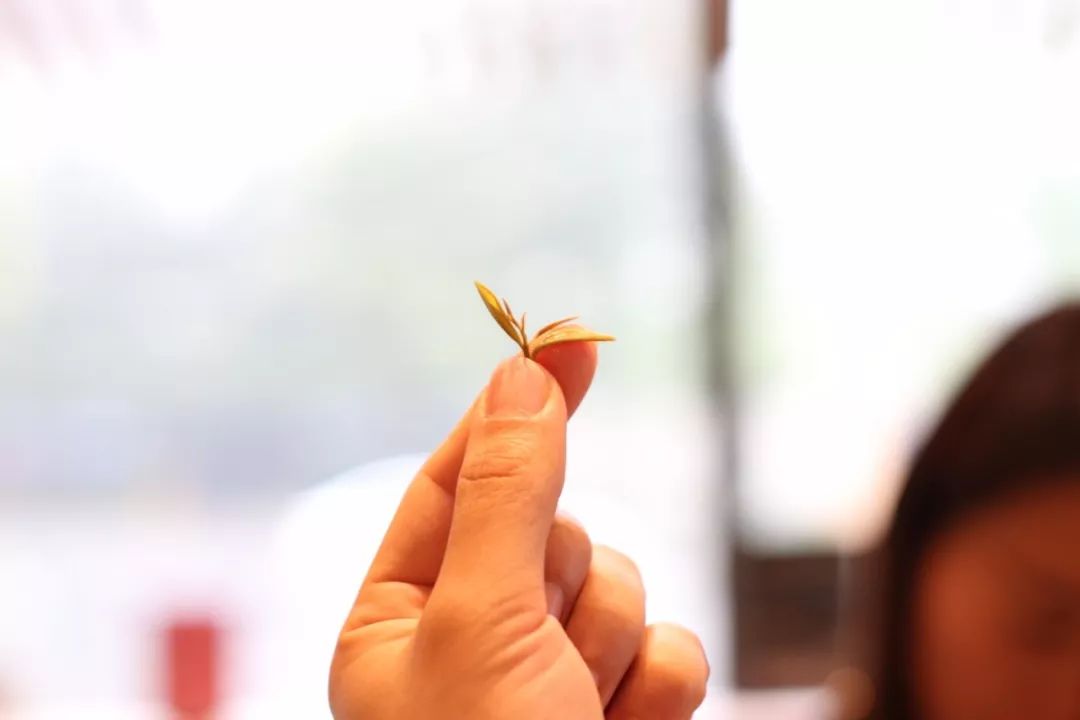 春茶旺季，京东物流走进竹叶青，揭开“城市茶叶消费”的神秘数字