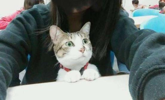 猫咪半夜挠卧室门怎么纠正,不想猫咪上床怎么办