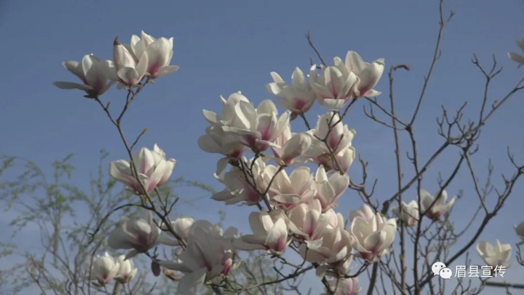 眉县花开的地方,眉县槐芽镇踏青赏花