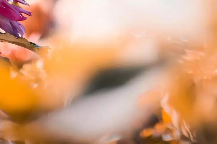 四川省都江堰市玉堂小学,都江堰市玉堂小学四年级1班