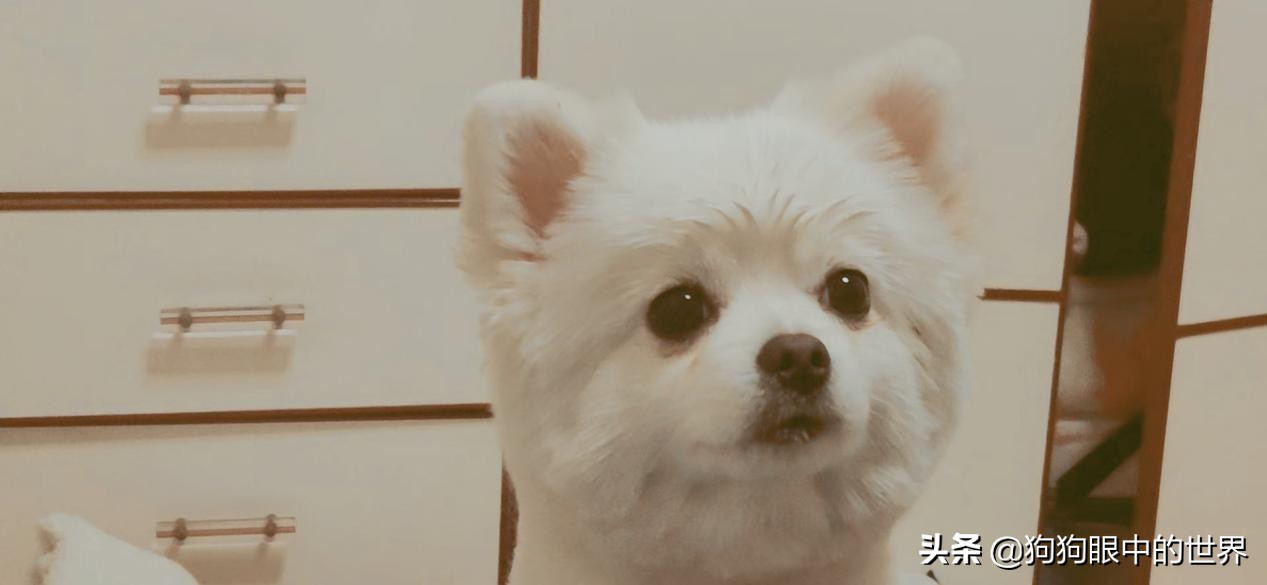 流浪狗治愈抑郁症,没想到自己竟然得了重度抑郁症