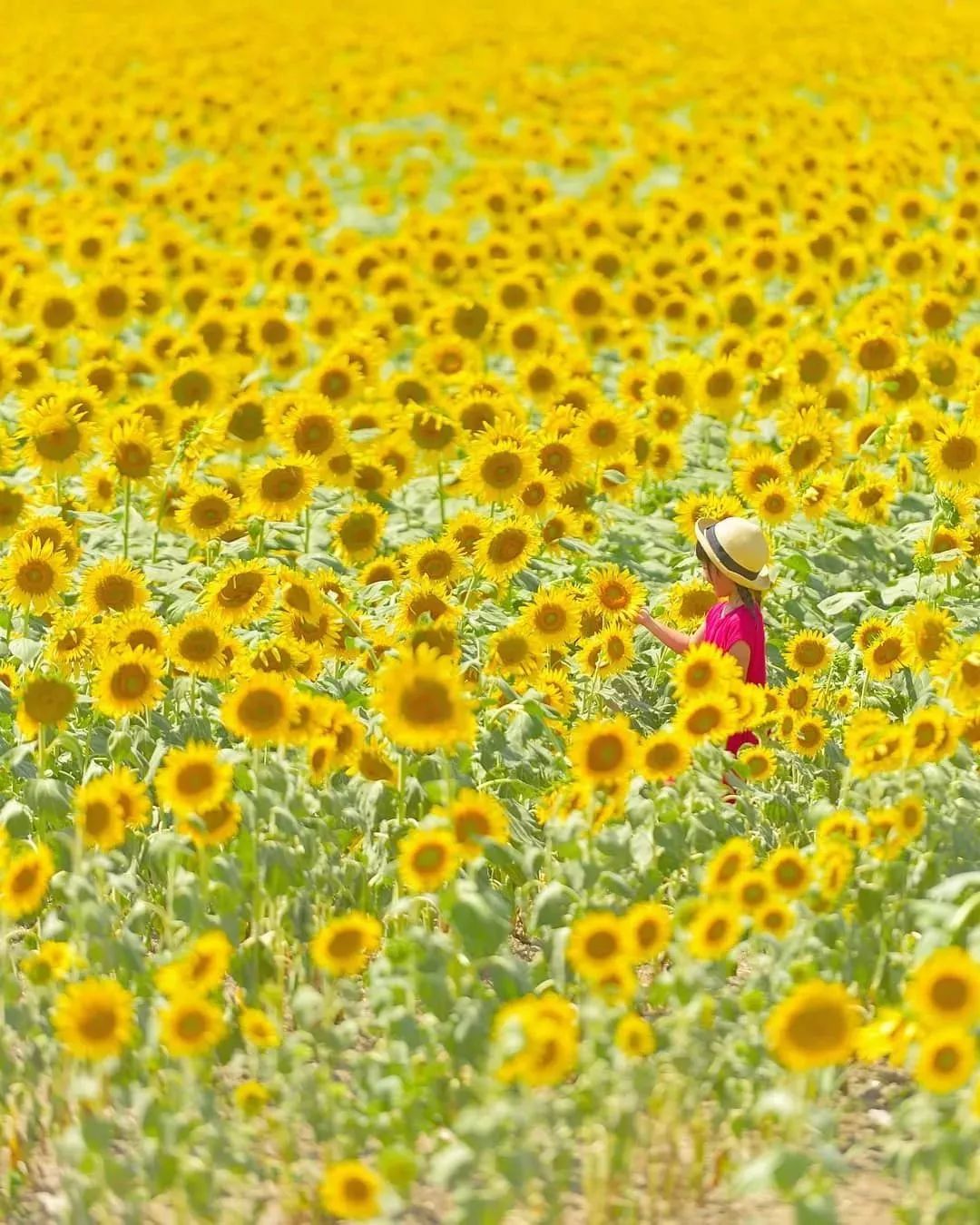 日本老爹把孩子拍成宫崎骏动画,日本爸爸把男孩子拍出宫崎骏