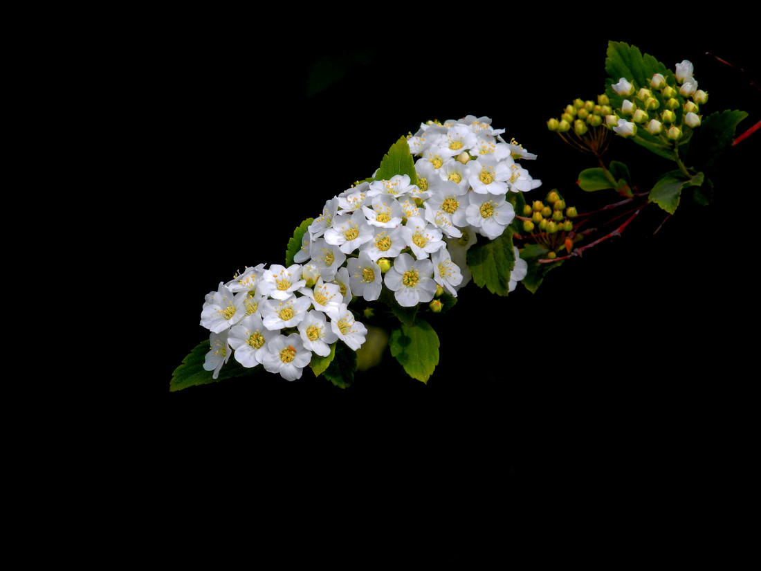 能治跌打损伤的植物图片,七叶一枝花治疗跌打损伤经验