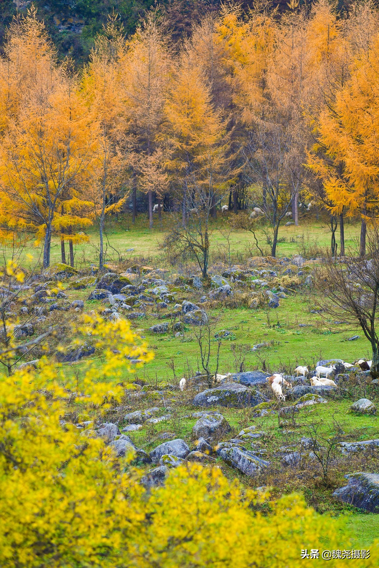 留坝秦岭之夜,留坝秦岭森林公园
